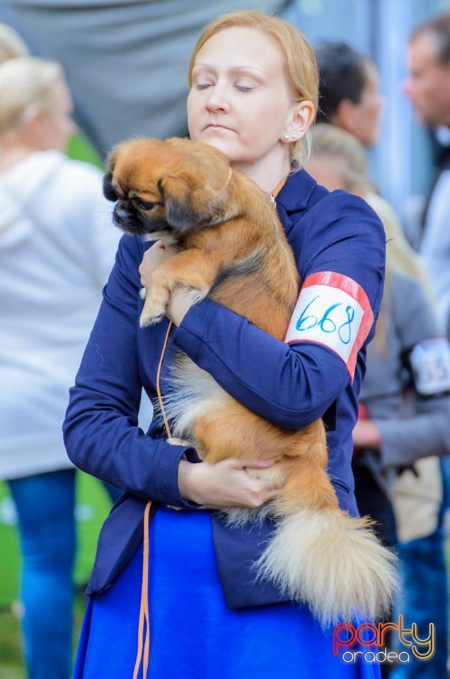 Expoziţie canină, Oradea