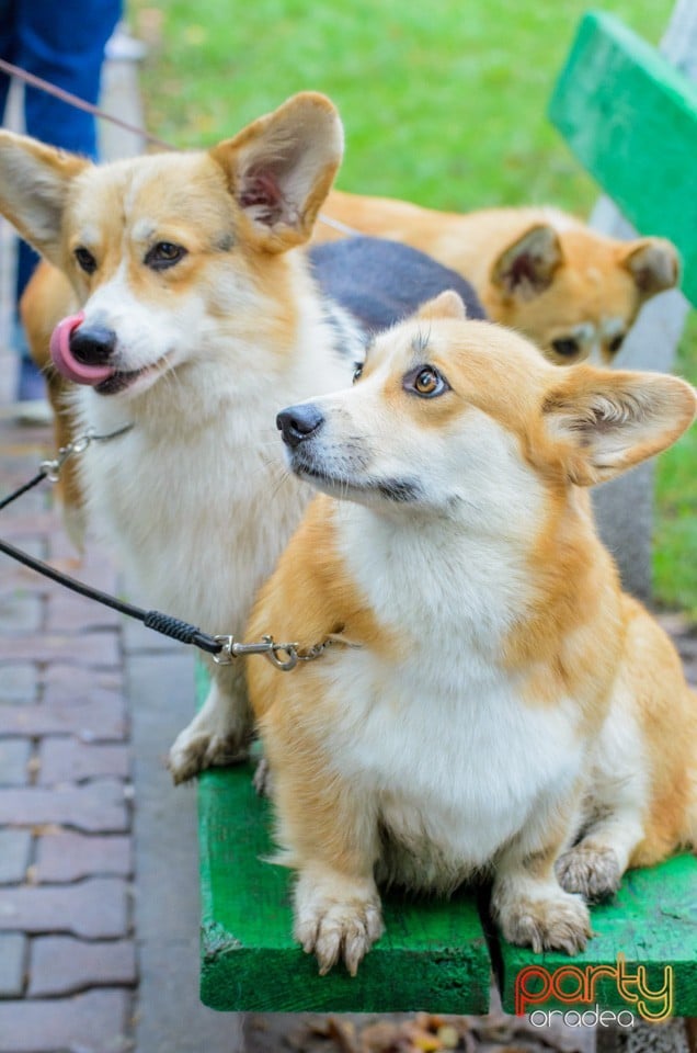 Expoziţie canină, Oradea