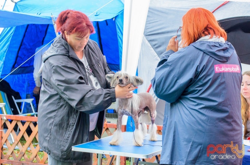 Expoziţie canină, Oradea