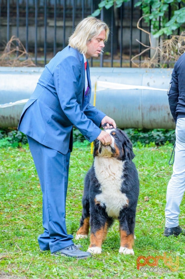 Expoziţie canină, Oradea