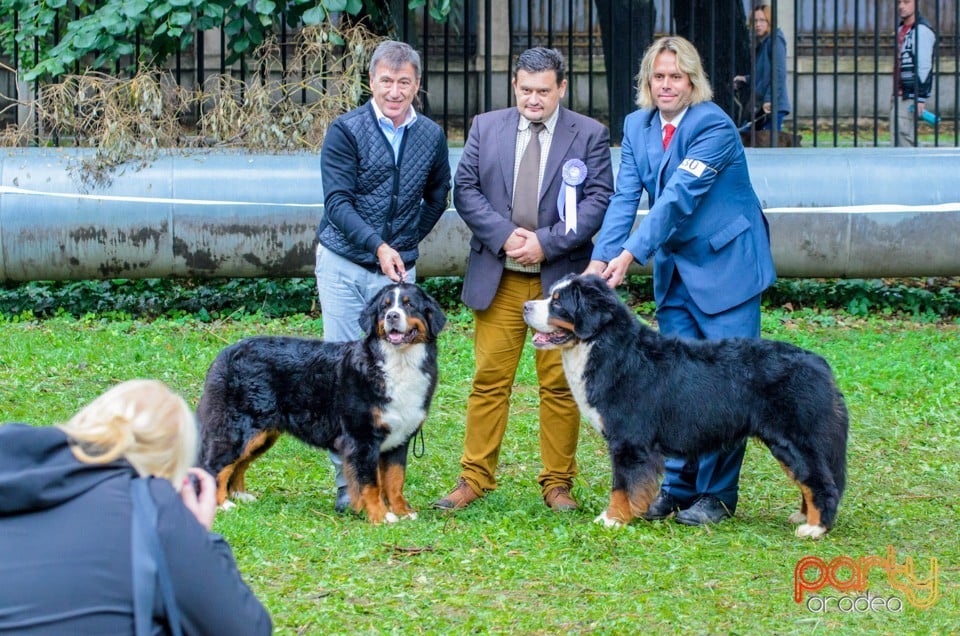 Expoziţie canină, Oradea