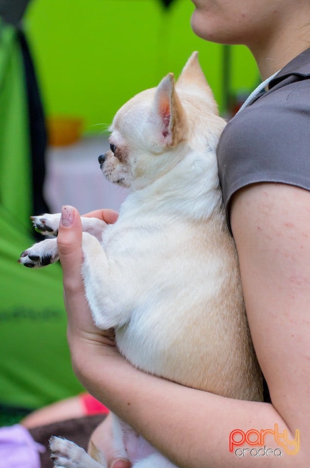 Expoziţie canină, Oradea