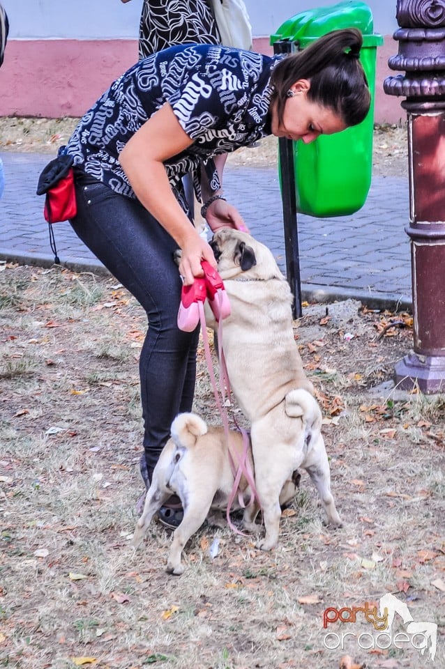 Expozitie canina, Oradea