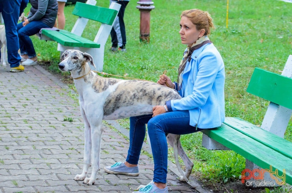 Expoziţie canină, Oradea