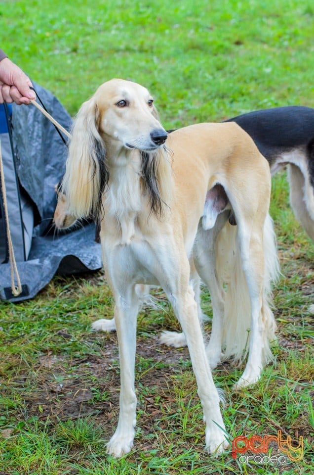 Expoziţie canină, Oradea