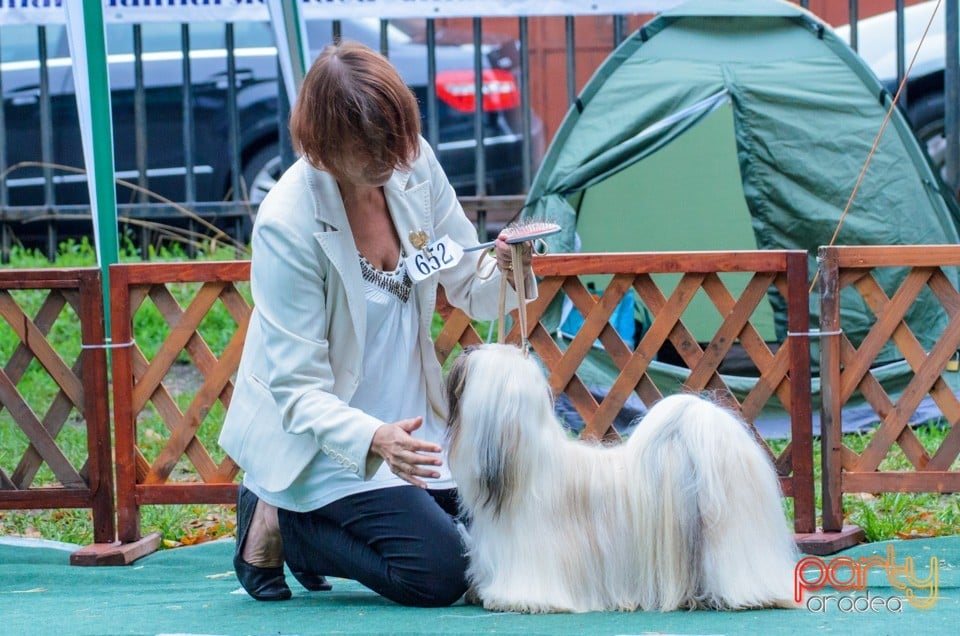 Expoziţie canină, Oradea