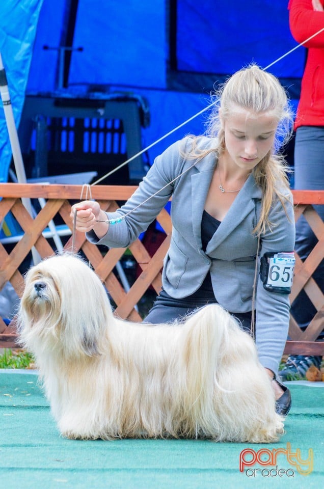 Expoziţie canină, Oradea