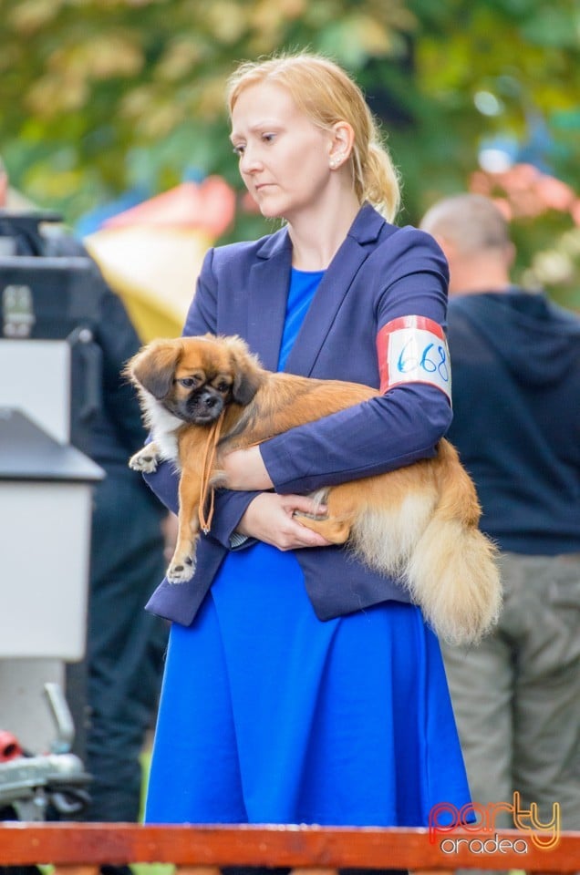 Expoziţie canină, Oradea