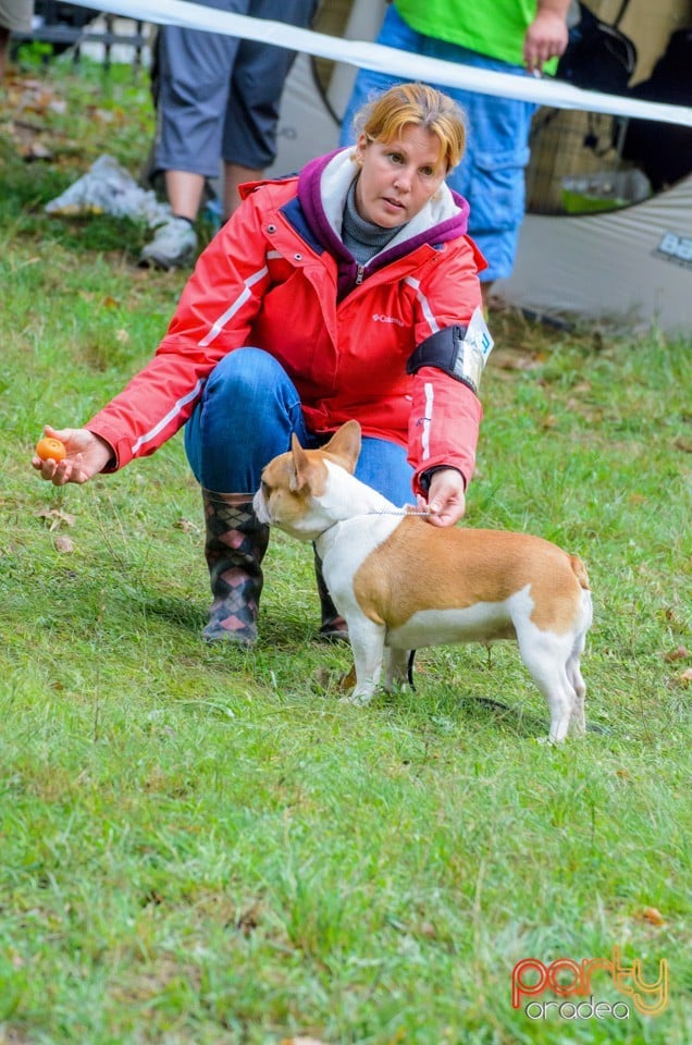 Expoziţie canină, Oradea