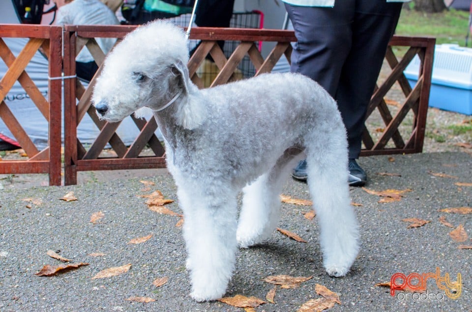 Expoziţie canină, Oradea