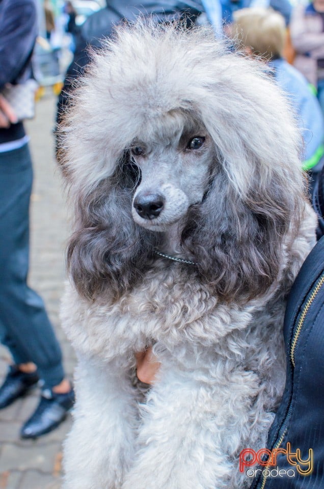 Expoziţie canină, Oradea