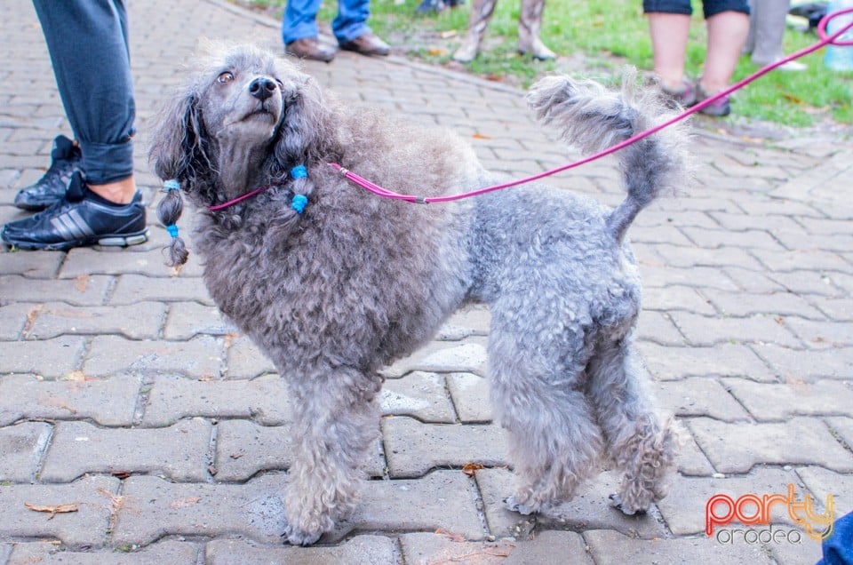 Expoziţie canină, Oradea