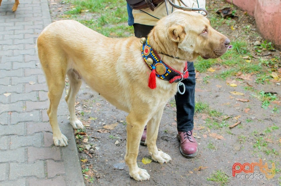 Expoziţie canină, Oradea