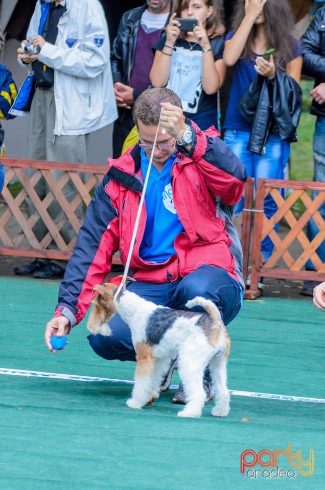 Expoziţie canină, Oradea
