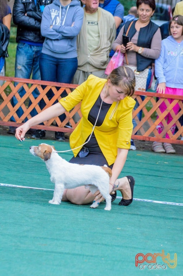 Expoziţie canină, Oradea