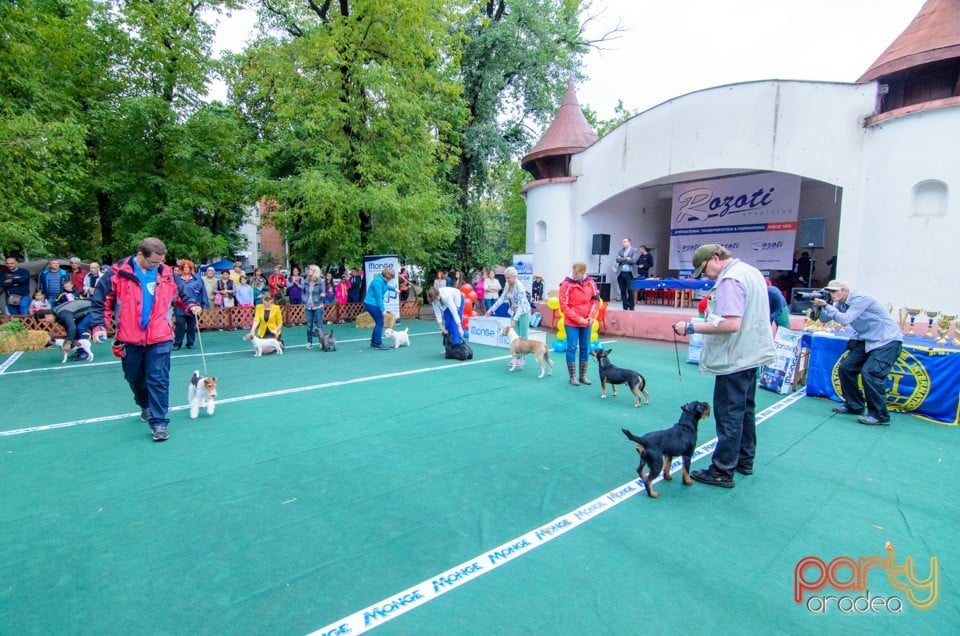 Expoziţie canină, Oradea