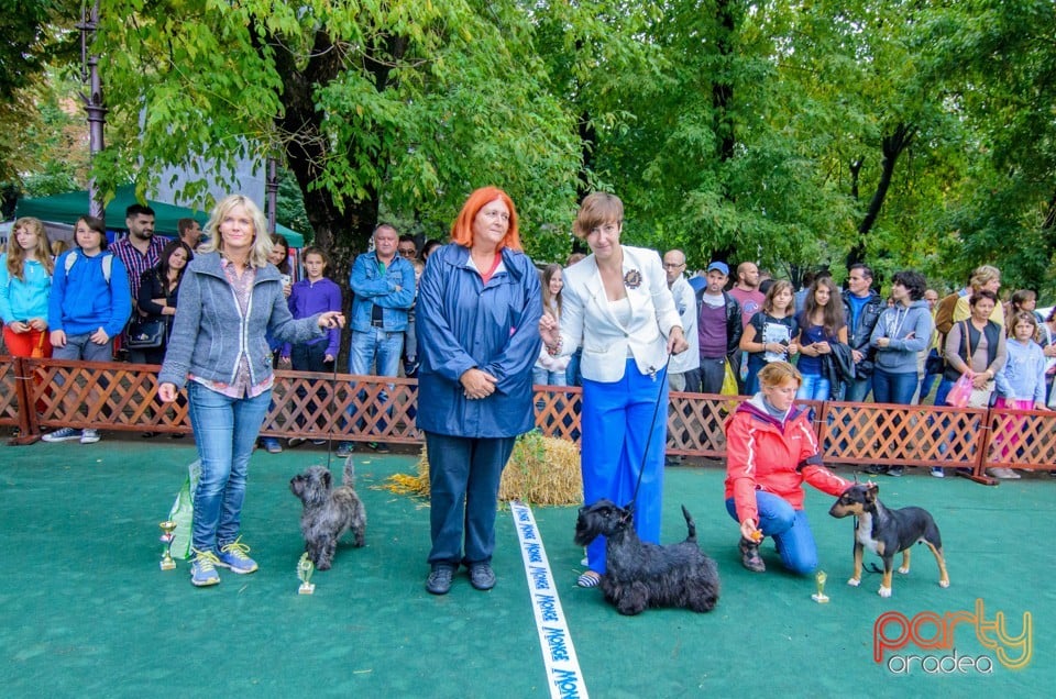 Expoziţie canină, Oradea