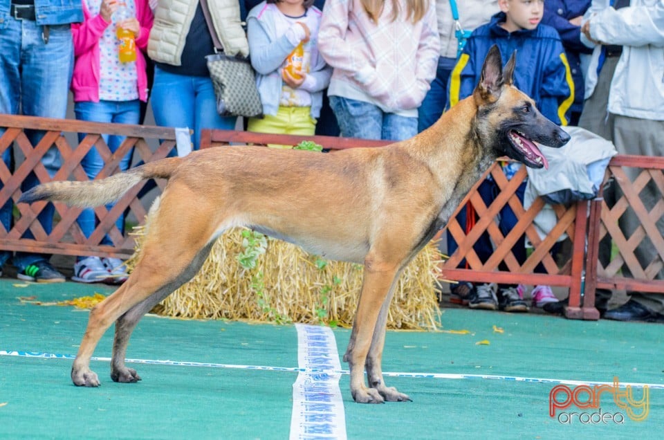 Expoziţie canină, Oradea