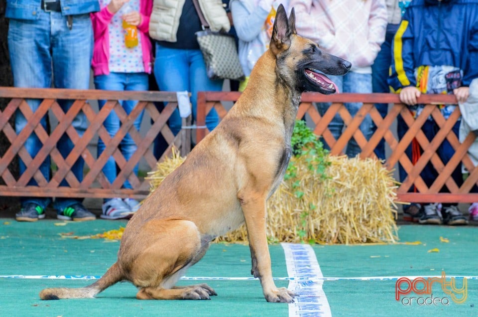 Expoziţie canină, Oradea