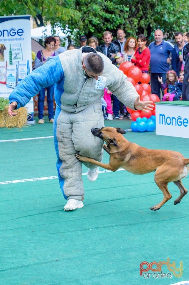 Expoziţie canină, Oradea