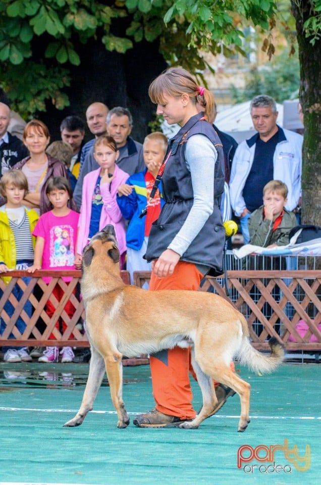 Expoziţie canină, Oradea