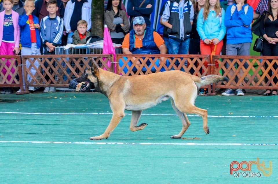 Expoziţie canină, Oradea