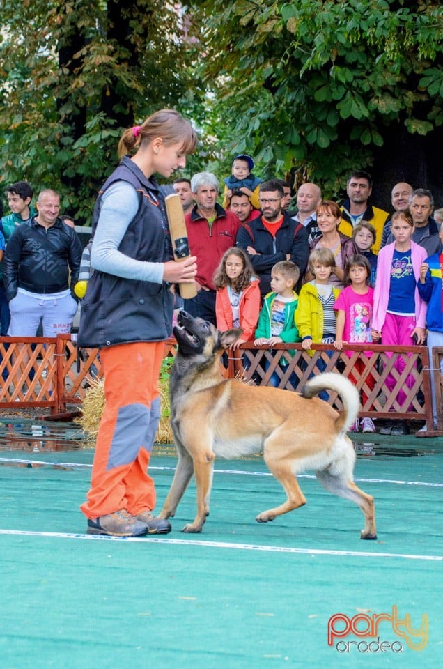 Expoziţie canină, Oradea