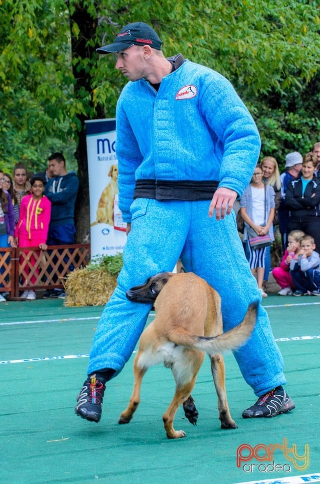 Expoziţie canină, Oradea