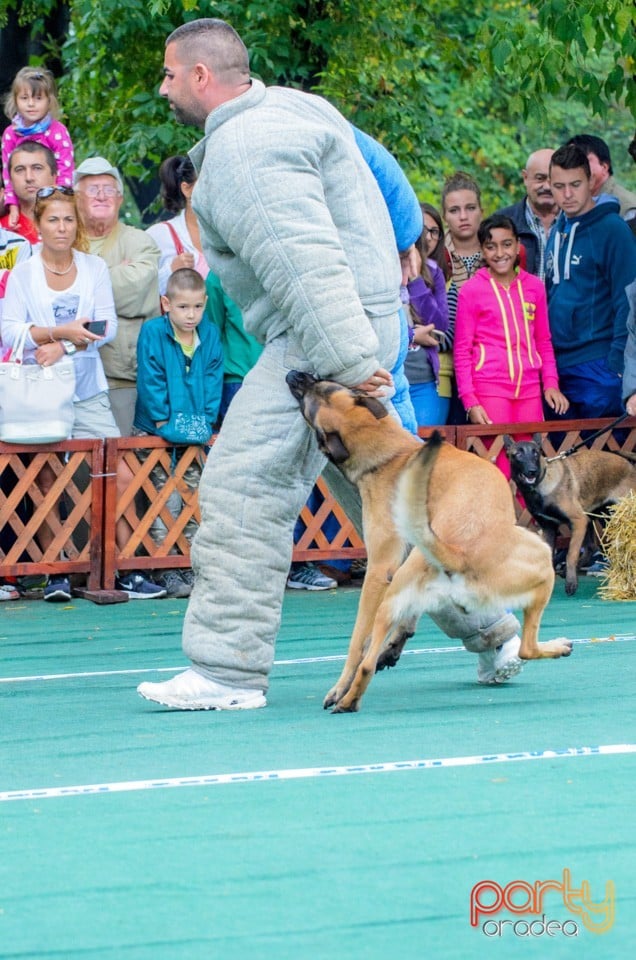 Expoziţie canină, Oradea