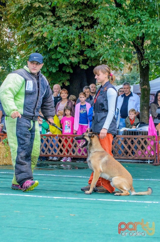 Expoziţie canină, Oradea