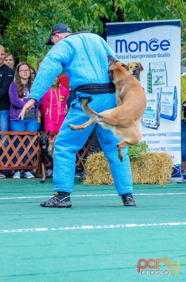 Expoziţie canină, Oradea