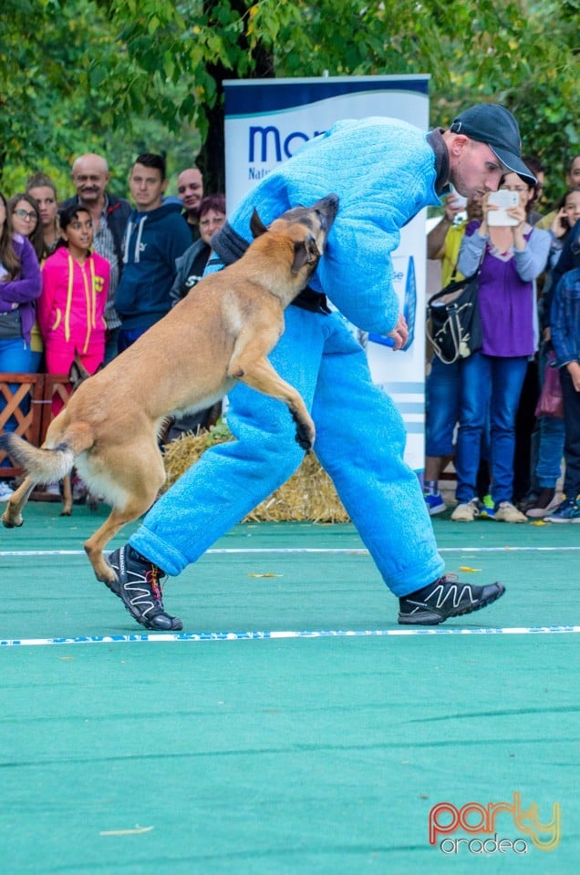 Expoziţie canină, Oradea