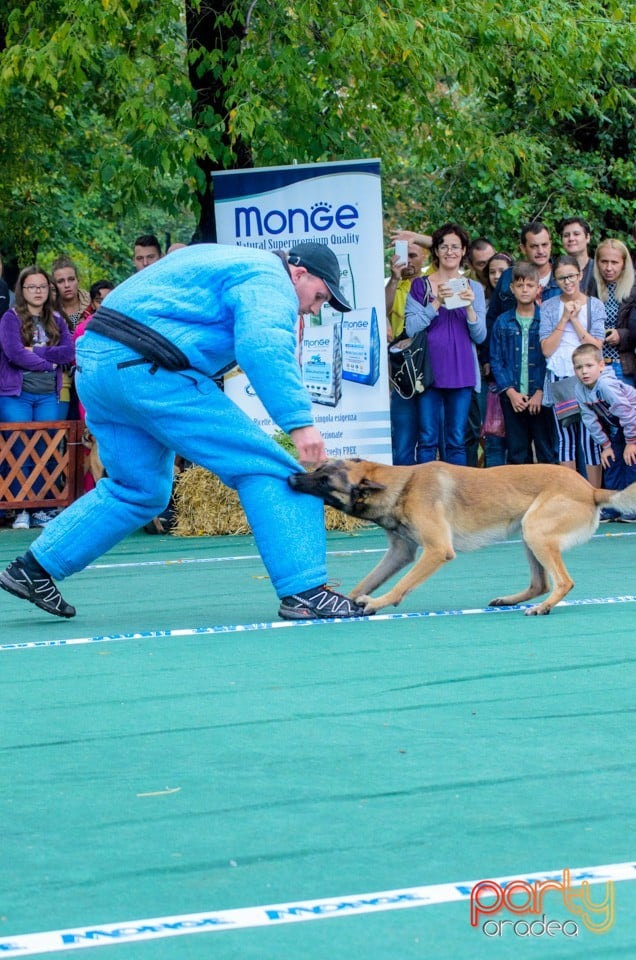 Expoziţie canină, Oradea