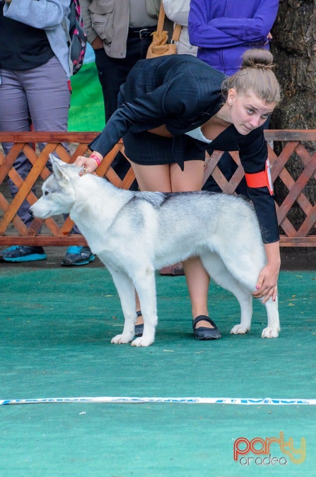 Expoziţie canină, Oradea