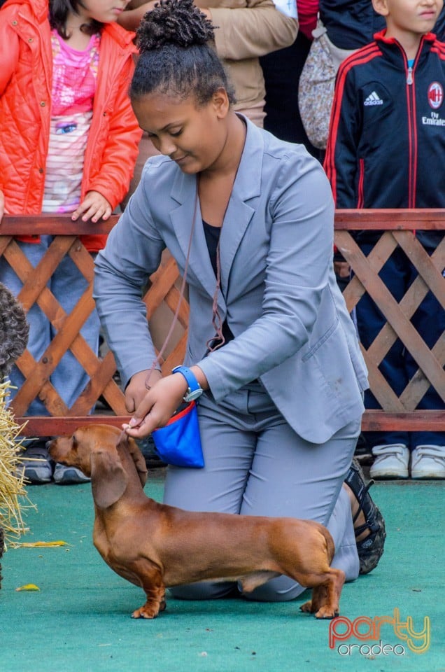 Expoziţie canină, Oradea