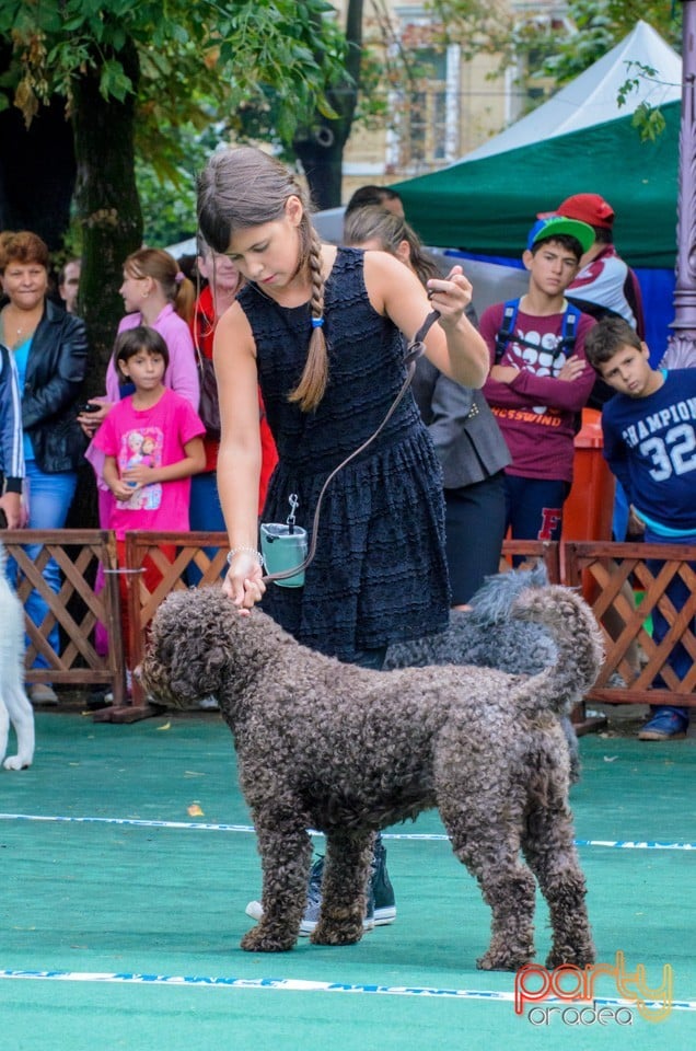 Expoziţie canină, Oradea