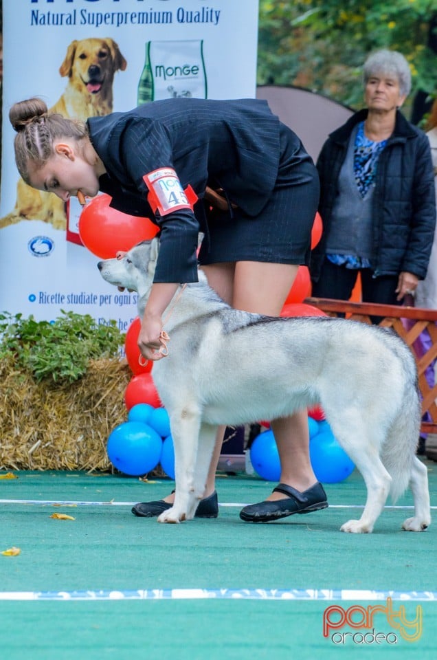 Expoziţie canină, Oradea