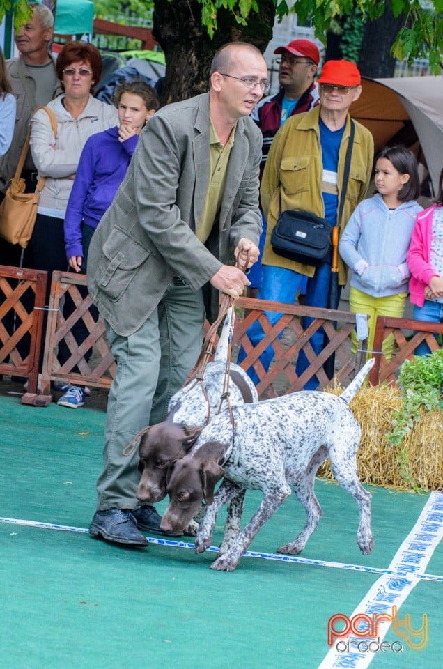 Expoziţie canină, Oradea