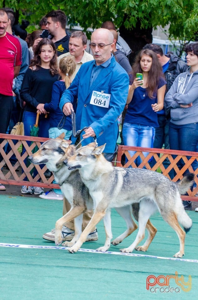 Expoziţie canină, Oradea