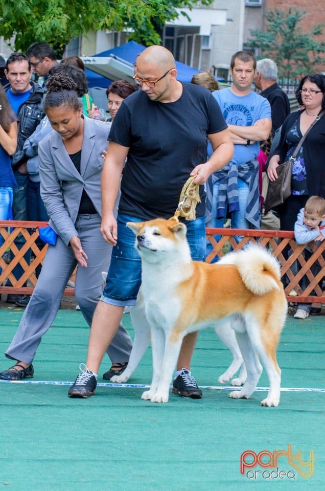 Expoziţie canină, Oradea