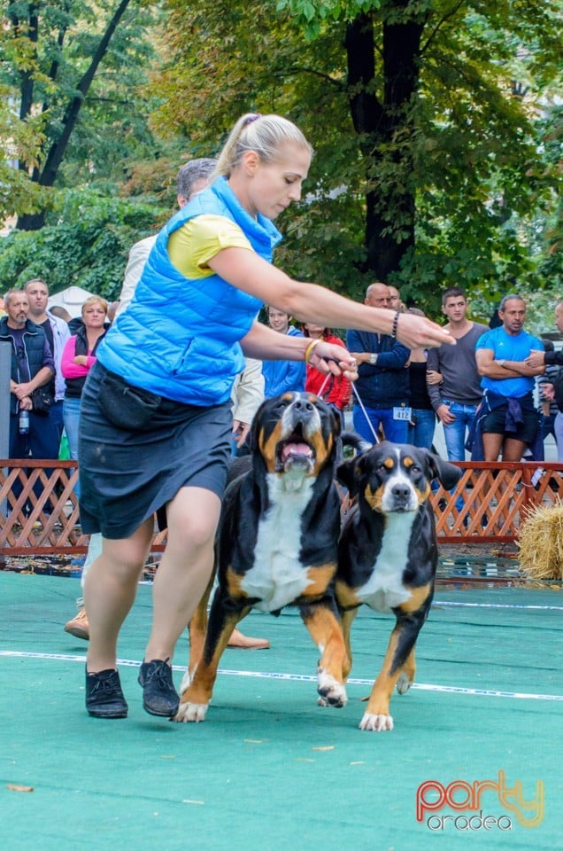 Expoziţie canină, Oradea