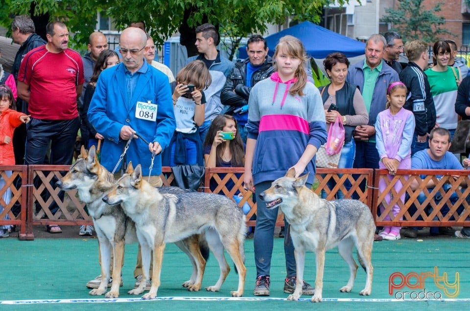 Expoziţie canină, Oradea