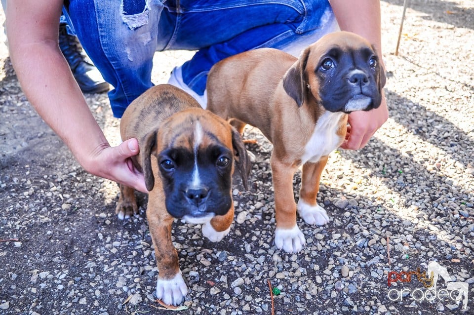 Expozitie canina, Oradea