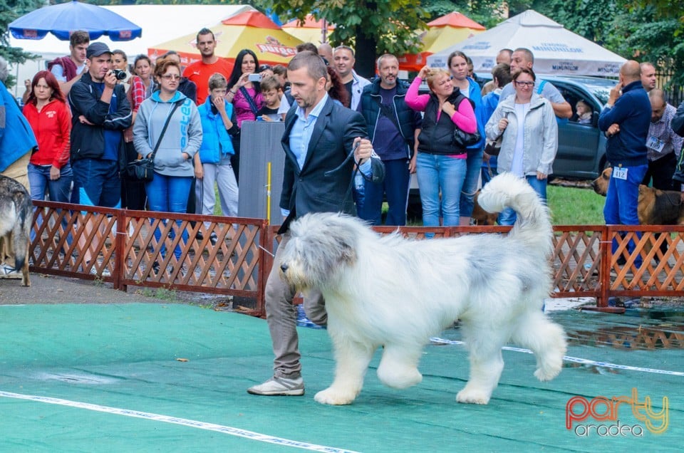 Expoziţie canină, Oradea