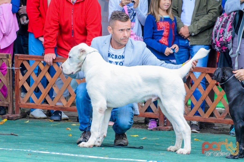 Expoziţie canină, Oradea