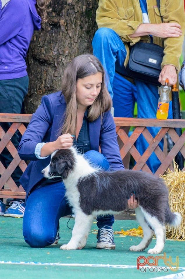 Expoziţie canină, Oradea