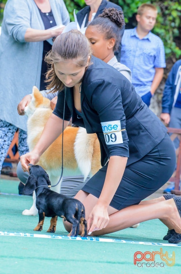 Expoziţie canină, Oradea