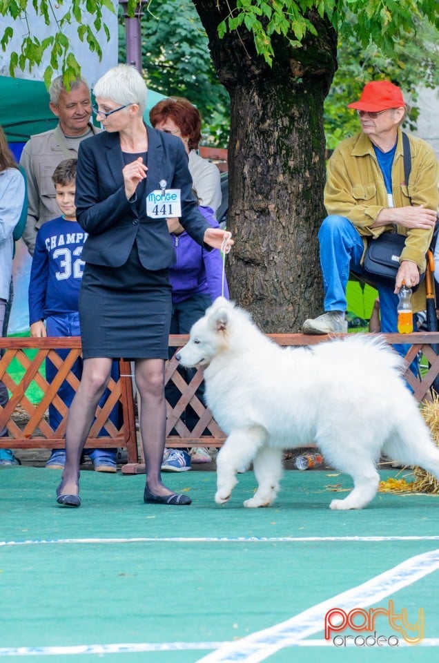 Expoziţie canină, Oradea