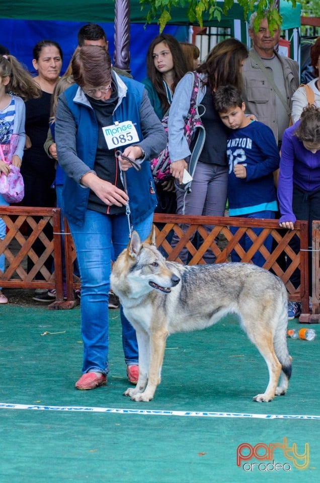 Expoziţie canină, Oradea