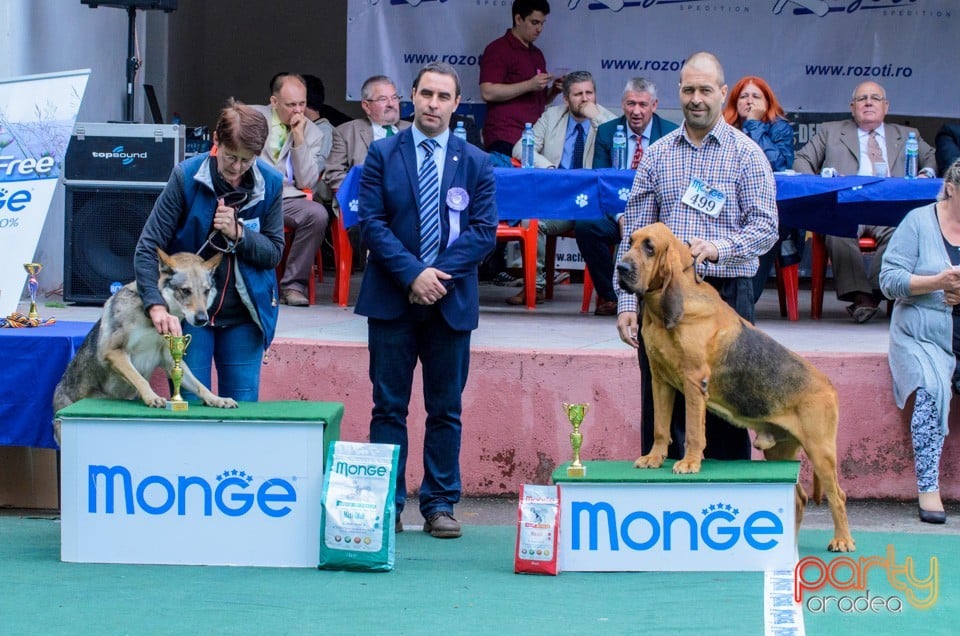 Expoziţie canină, Oradea